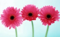 Flower for the Teacher on Monday